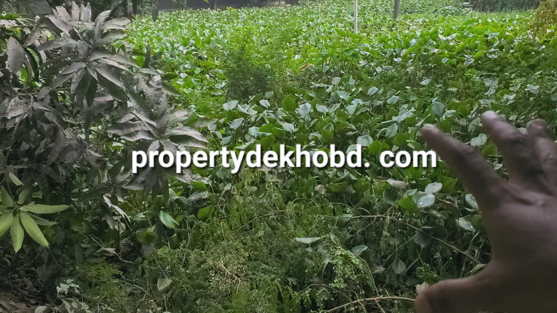 kacnnpur-266-katha-plt-bikri-hbe-plot-for-sale-katchpur-133467318286